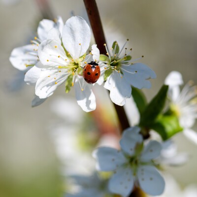 Weiße Baumblüte mit einem Marienkäfer
