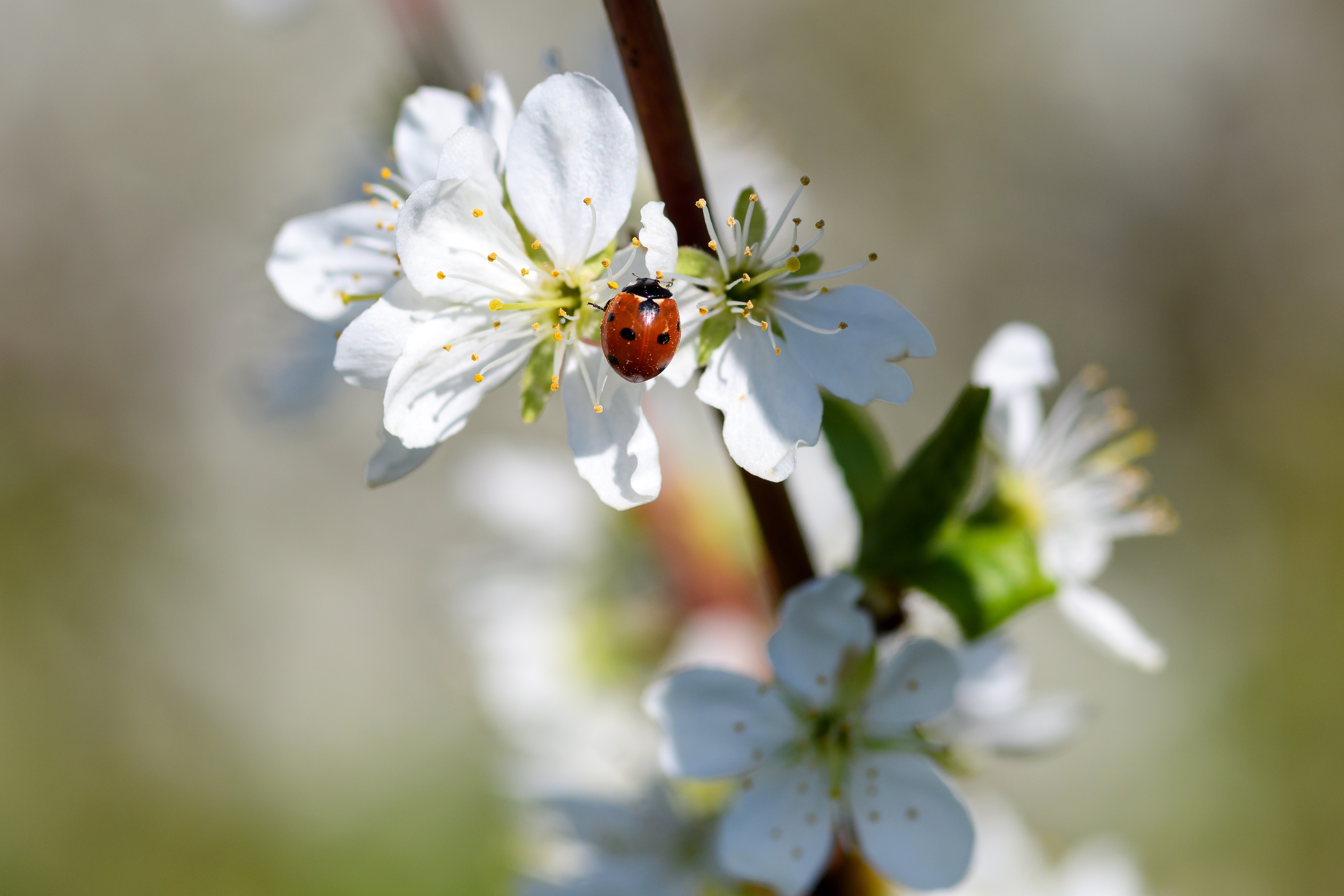 Weiße Baumblüte mit einem Marienkäfer