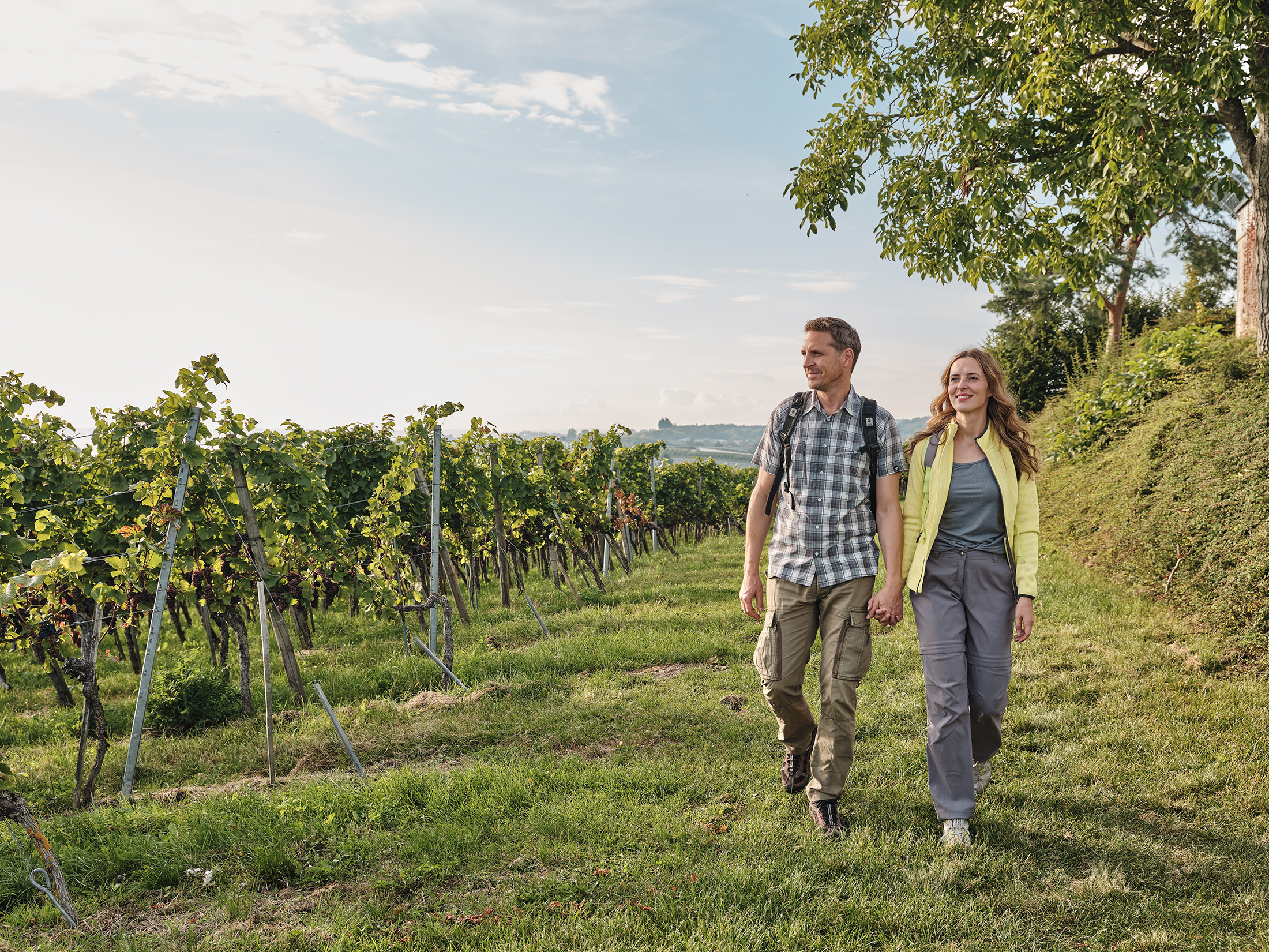 Wandern in Immenstaad - Ein Paar wandert durch die Weinreben am Hohberg in Immenstaad.