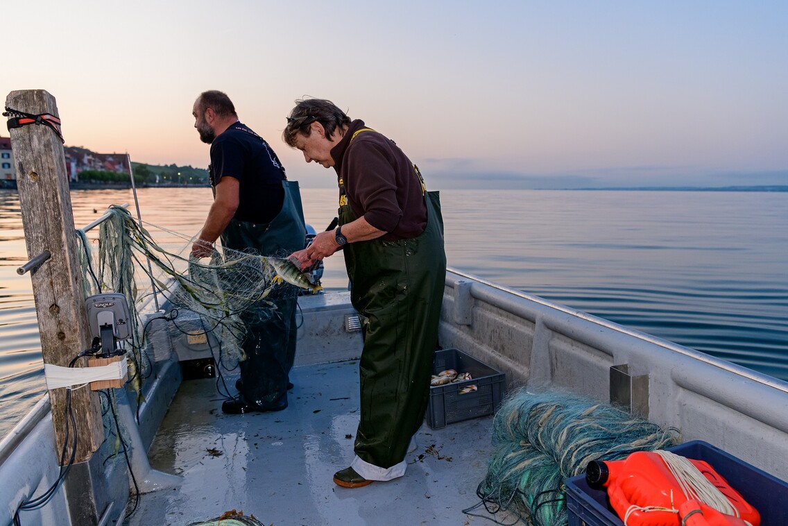 Eine Fischerin und ein Fischer auf ihrem Boot auf dem Bodensee. Die Netze werden reingeholt in denen Fische zu sehen sind.